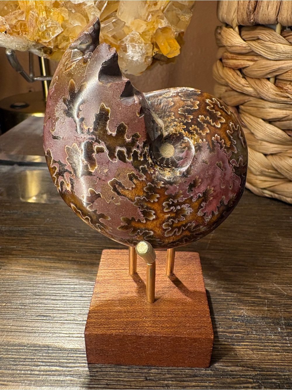Authentic Polished Ammonite Fossil